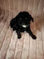 SHADOW AKC, a male Poodle - Toy  for sale in Macon, GA – Photo 2 of 6