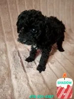 SHADOW AKC, a male Poodle - Toy  for sale in Macon, GA – Photo 5 of 6