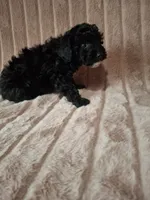 SHADOW AKC, a male Poodle - Toy  for sale in Macon, GA – Photo 6 of 6