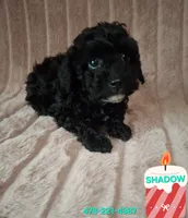 SHADOW AKC, a male Poodle - Toy  for sale in Macon, GA – Photo 1 of 6