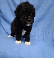 SHADOW  AKC, a male Poodle - Toy  for sale in Macon, GA – 3 of 9