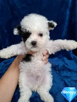 SNOOPY , a male Poodle - Toy  for sale in Macon, GA – 3 of 9