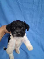 TRIGGER , a male Schnoodle and Poodle - Toy  for sale in Macon, GA – 8 of 9
