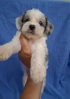 CHARLIE , a male Schnoodle and Poodle - Toy  for sale in Macon, GA – 5 of 9