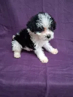 SADIE, a female Schnoodle and Poodle - Toy  for sale in Macon, GA – 9 of 10