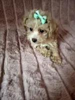 AKC CARAMEL girl, a female Poodle - Toy  for sale in Macon, GA – Photo 6 of 7