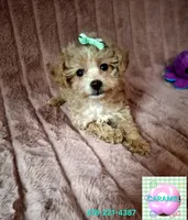 AKC CARAMEL girl, a female Poodle - Toy  for sale in Macon, GA – Photo 5 of 7