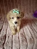 AKC CARAMEL girl, a female Poodle - Toy  for sale in Macon, GA – Photo 7 of 7