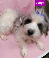 PAIGE, a female Miniature Schnauzer and Schnoodle for sale in Macon, GA – Photo 10 of 10