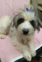 PAIGE, a female Miniature Schnauzer and Schnoodle for sale in Macon, GA – Photo 6 of 10