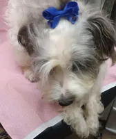 PAIGE, a female Miniature Schnauzer and Schnoodle for sale in Macon, GA – Photo 3 of 10