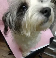 PAIGE, a female Miniature Schnauzer and Schnoodle for sale in Macon, GA – Photo 2 of 10