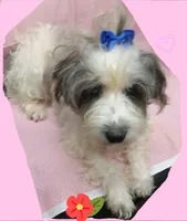 PAIGE, a female Miniature Schnauzer and Schnoodle for sale in Macon, GA – Photo 4 of 10