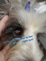 PAIGE, a female Miniature Schnauzer and Schnoodle for sale in Macon, GA – Photo 8 of 10