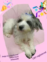 PAIGE, a female Miniature Schnauzer and Schnoodle for sale in Macon, GA – Photo 9 of 10