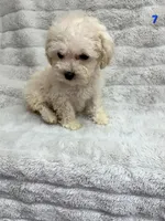 RUNT, a male Poodle - Toy  for sale in Macon, GA – Photo 3 of 5