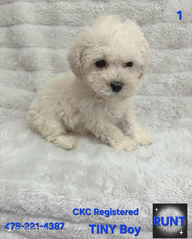 RUNT, a male Poodle - Toy  for sale in Macon, GA – Photo 1 of 5