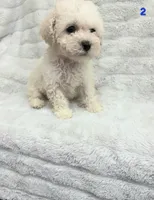 RUNT, a male Poodle - Toy  for sale in Macon, GA – Photo 5 of 5