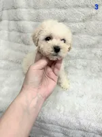 RUNT, a male Poodle - Toy  for sale in Macon, GA – Photo 4 of 5