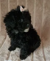EBONY AKC, a female Poodle - Toy  for sale in Macon, GA – Photo 2 of 7