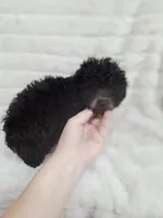 JET CKC, a male Poodle - Toy  for sale in Macon, GA – Photo 4 of 7