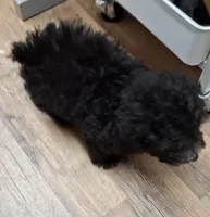 JET CKC, a male Poodle - Toy  for sale in Macon, GA – Photo 3 of 7