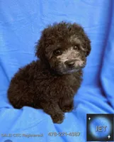 JET CKC, a male Poodle - Toy  for sale in Macon, GA – Photo 4 of 7