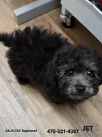 JET CKC, a male Poodle - Toy  for sale in Macon, GA – Photo 7 of 7