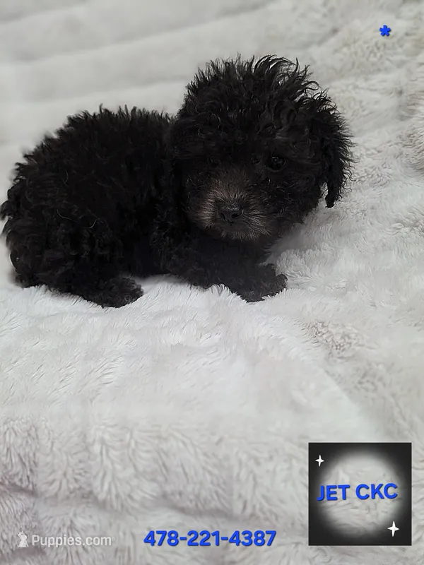 JET CKC, a male Poodle - Toy  for sale in Macon, GA – Photo 1 of 7