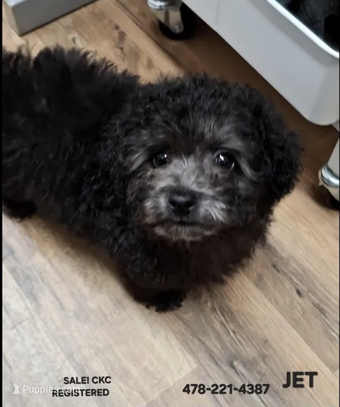 JET CKC – Poodle - Toy  puppy for sale in Macon, GA