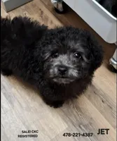 JET CKC, a male Poodle - Toy  for sale in Macon, GA – Photo 1 of 7