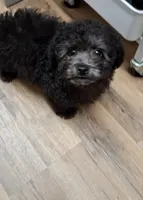 JET CKC, a male Poodle - Toy  for sale in Macon, GA – Photo 2 of 7