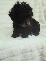 JET CKC, a male Poodle - Toy  for sale in Macon, GA – Photo 7 of 7