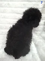 JET CKC, a male Poodle - Toy  for sale in Macon, GA – Photo 3 of 7