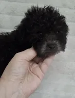 JET CKC, a male Poodle - Toy  for sale in Macon, GA – Photo 2 of 7