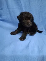 VADER, a male Schnoodle and Poodle - Toy  for sale in Macon, GA – 4 of 8