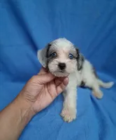 CHARLIE , a male Schnoodle and Poodle - Toy  for sale in Macon, GA – 3 of 9