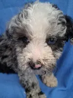 ROMEO , a male Schnoodle and Poodle - Toy  for sale in Macon, GA – 6 of 10