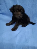 VADER, a male Schnoodle and Poodle - Toy  for sale in Macon, GA – 3 of 8