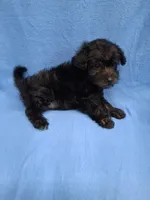 VADER, a male Schnoodle and Poodle - Toy  for sale in Macon, GA – 8 of 8
