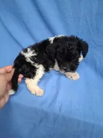 TRIGGER , a male Schnoodle and Poodle - Toy  for sale in Macon, GA – 5 of 9
