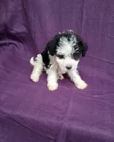 SADIE, a female Schnoodle and Poodle - Toy  for sale in Macon, GA – 3 of 10