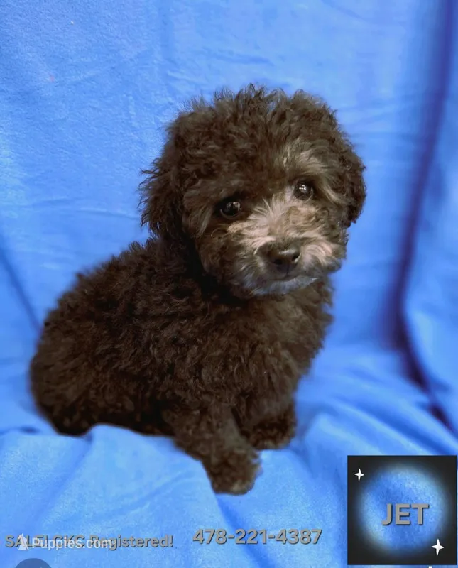 JET – Poodle - Toy  puppy for sale in Macon, GA