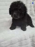 JET, a male Poodle - Toy  for sale in Macon, GA – Photo 4 of 4