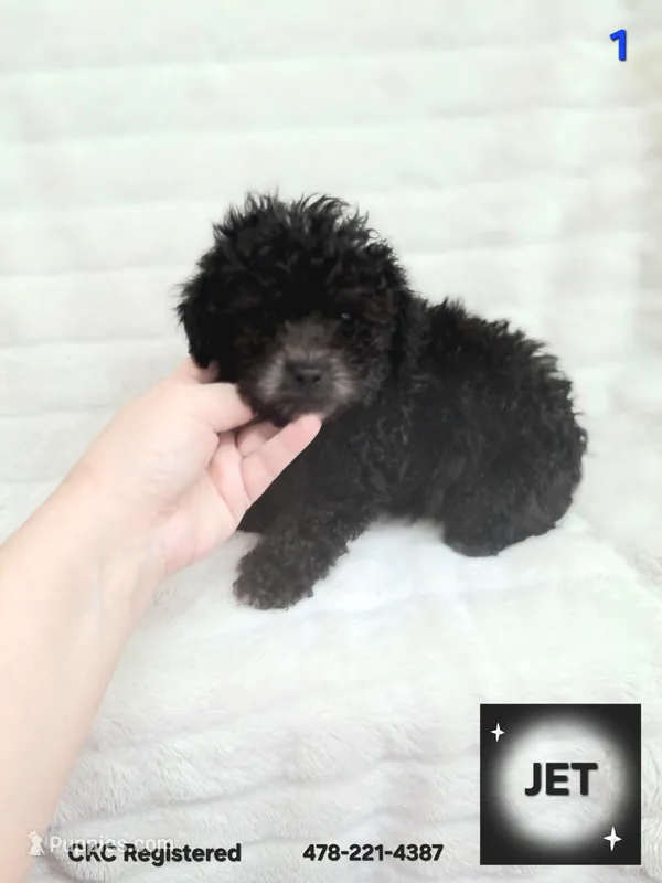 JET, a male Poodle - Toy  for sale in Macon, GA – Photo 1 of 4