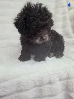 JET, a male Poodle - Toy  for sale in Macon, GA – Photo 3 of 4