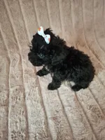 VIOLET, a female Poodle - Toy  for sale in Macon, GA – Photo 5 of 7