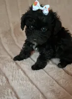 VIOLET, a female Poodle - Toy  for sale in Macon, GA – Photo 2 of 7