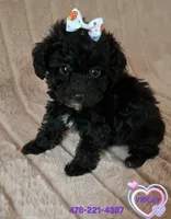 VIOLET, a female Poodle - Toy  for sale in Macon, GA – Photo 1 of 7