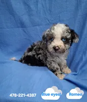 ROMEO , a male Schnoodle and Poodle - Toy  for sale in Macon, GA – 1 of 10